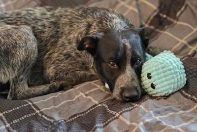 A brindle dog laying on a couch with a mint green toy