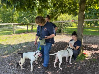 People monitoring a dog playgroup outside under a tree at Animal Rescue League of Berks County