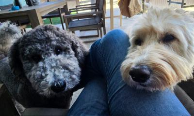 Bentley and Kirby the doodles with their heads at a person's lap