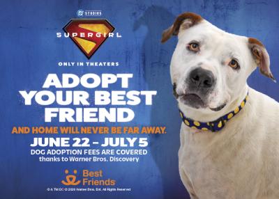 White and brown pitbull terrier type dog with Supergirl logo