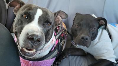 Eli the dog wearing a sweatshirt next to another dog