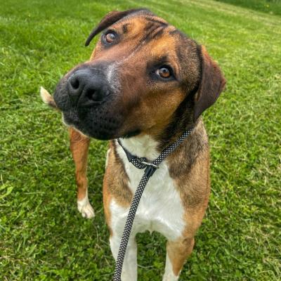 Kevin the dog outside on the grass