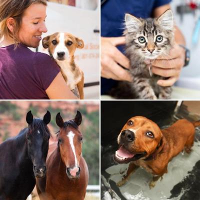Snapshot collage of people with a puppy and kitten, two horses, and a dog receiving hydrotherapy