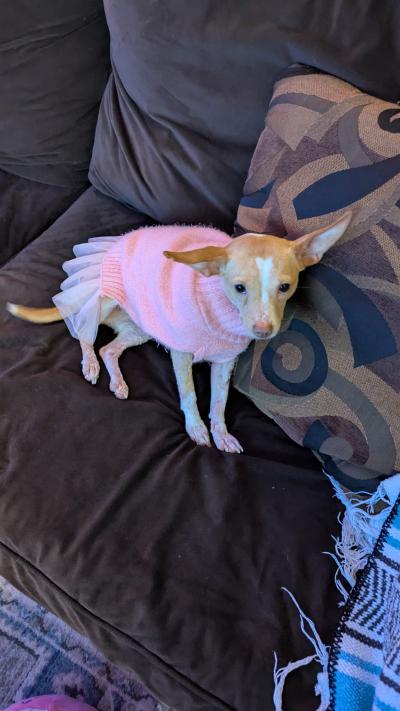 Regan the dog on a couch wearing a pink dress