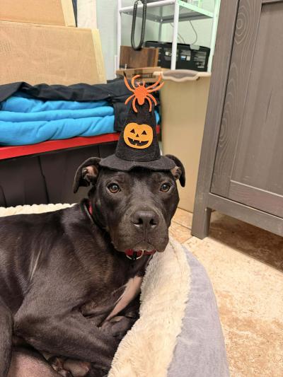 Eli the dog wearing a Halloween hat