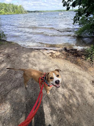 Chase the dog outside on a leash beside a body of water