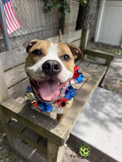 Chase the dog smiling with his tongue out and wearing a collar of red, white, and blue flowers