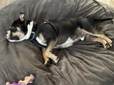Mace the dog laying stretched out on a dog bed