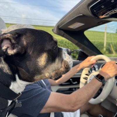 Mace the dog in a vehicle where it looks like he's driving