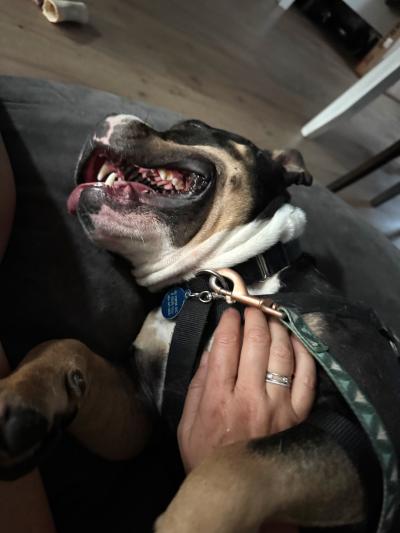 Person's hand petting Mace the dog, who is lying on his side and smiling