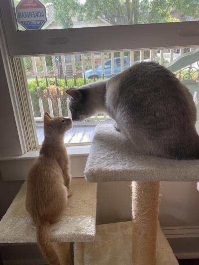 Fozzie the kitten nose-to-nose with a larger adult cat on a cat tree