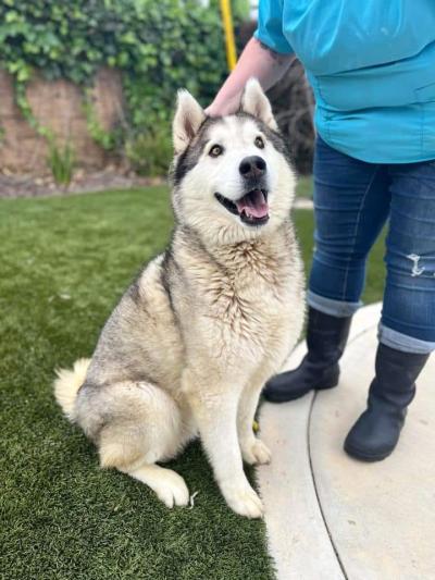 Anakin the dog sitting outside next to a person who is petting his head