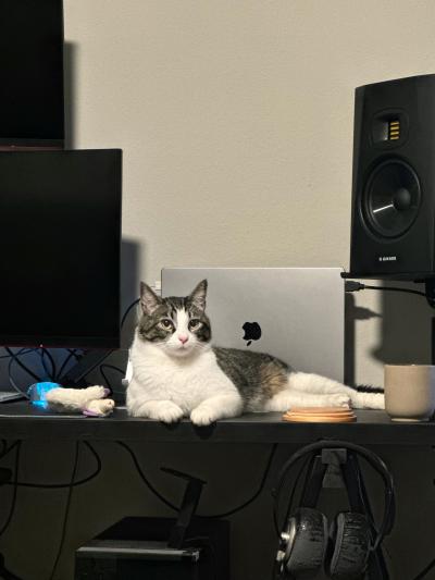 RJ the cat in his home lying on a desk by a computer and some speakers