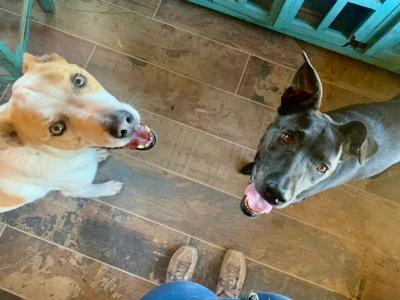 Winter and Abbott the dogs on a wooden floor looking up toward the person taking their picture