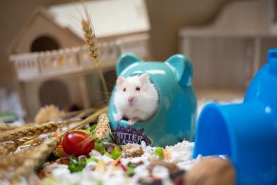 Hamster in a small plastic house enclosure
