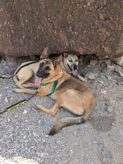 Abraxas the dog with another dog outside resting while on a hike