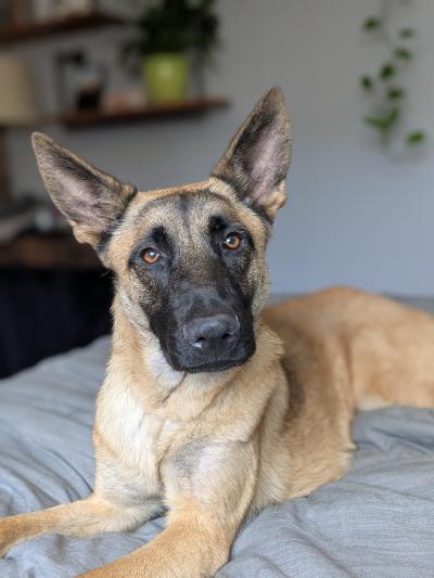 Abraxas the dog lying on a blanket in a home
