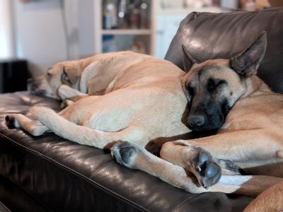 Abraxas the dog lying on a couch with his head against another dog