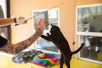 Acadia the cat standing on his hind legs reaching out to a person holding a wand