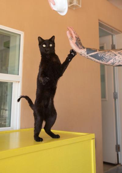 Acadia the cat standing on his hind legs doing a high-five using one paw with a person's hand with a tattooed arm