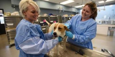 Dog on vet table with two in lab coats on the side