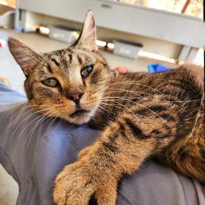 Adair the cat lying with her paw on a person's leg