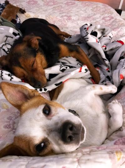 Buster the dog in bed with another dog