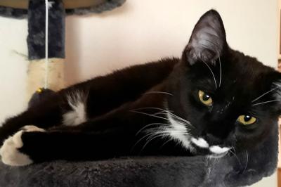 George the black and white cat lying in a cat tree
