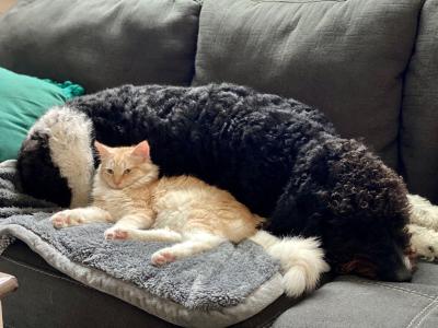 Cat and dog snuggling together on a couch