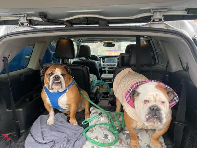 Butterball the dog with another dog in the back of a car