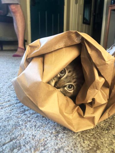 Canoe the cat 'hiding' in some bunched up brown paper
