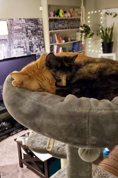Zany and Brave the cats snuggled next to each other on a cat tree