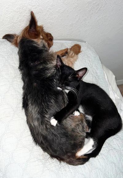 Baby the kitten snuggling with a small dog who is sleeping