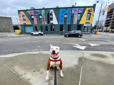 CrossFit Tony the dog in front of a building with a large 'Atlanta' mural on it