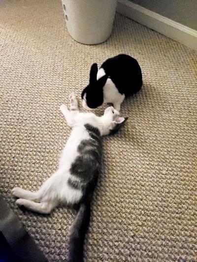 Marshmallow the cat lying in the floor with Buddy the rabbit
