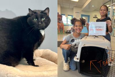 A collage of pictures of Tori the cat alongside a photo of Tori the cat being adopted, but hiding in a kennel
