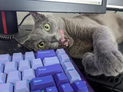 Ezmerelda the cat licking her lips next to a computer keyboard