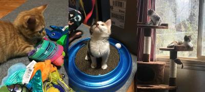 Collage of three pictures of Jada, Jojo, Junie and Jolene the kittens