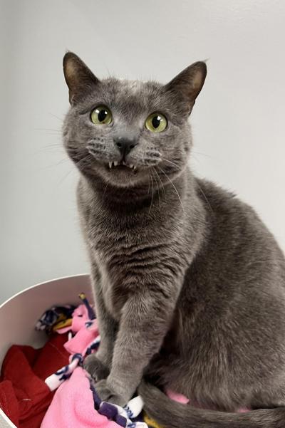 Taz the gray cat with mouth smiling