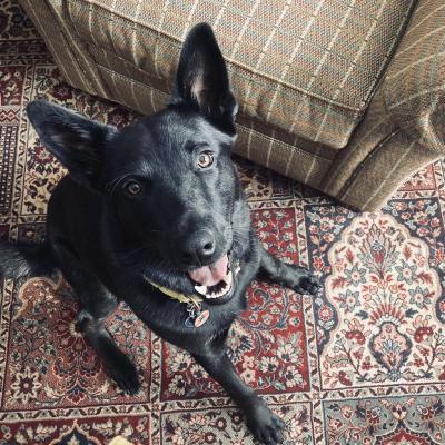Georgie the dog sitting on a patterned carpet next to a chair