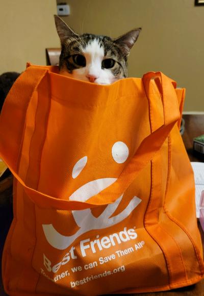 Hazel the cat peeking out of the top of an orange Best Friends bag