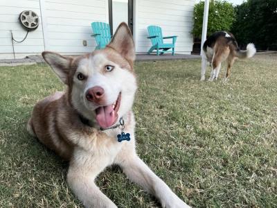 Luka the dog lying on some grass with his tongue out with another dog in the background