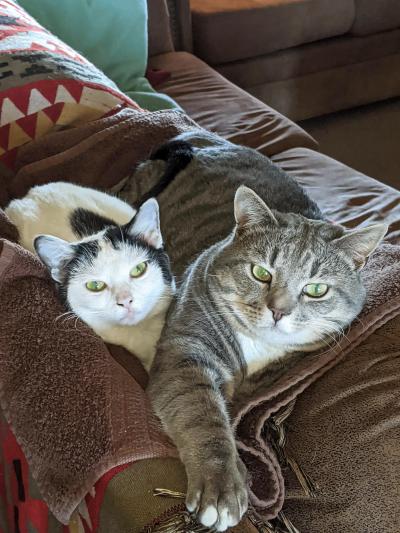 Rena the cat lying right next to a gray tabby cat on the back of a couch