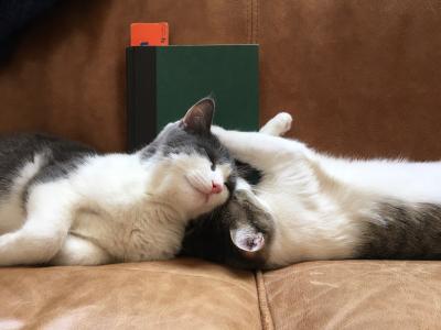 Rosie and Sophie the kittens snuggling with each other