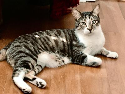 Woodstock the tabby and white cat lying on a wooden floor