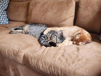 Denny and Stormy the cats snuggling and sleeping next to each other on a couch
