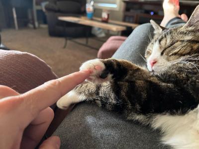 Pendleton the cat sleeping while a person touches his paw with a finger