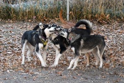 Merle Haggard, Faith Hill, and Hank Williams the canine littermates having a reunion