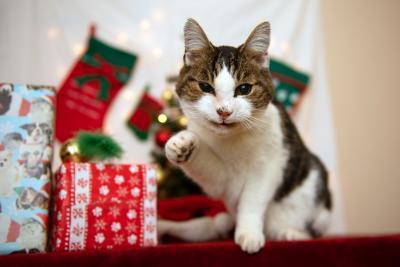 Woodrow the cat with his paw up, next to holiday presents and stockings