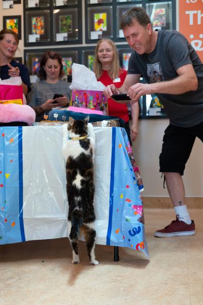 Woodrow the cat standing up to peek at presents on a table while people watch him